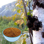 Buy Chaga Extract 