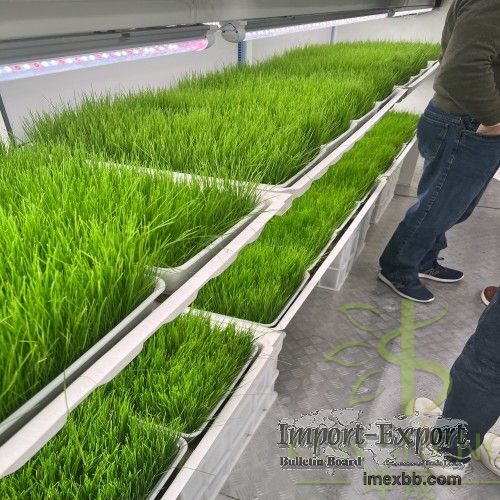 hydroponic fodder container farm