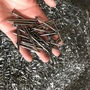 Common Steel Nails