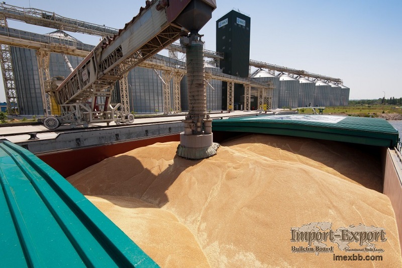 Export of wheat, barley, corn grain from Russia. 