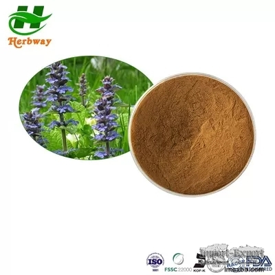 Herbway Plant Extract Powder CAS 41451-87-0 Ajuga Turkestanica Extract Turk