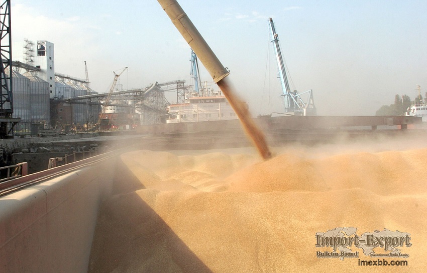 We sell grain of wheat, barley, corn originating in Russia.