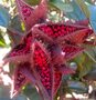 100% Natural Annatto Seed For Sale