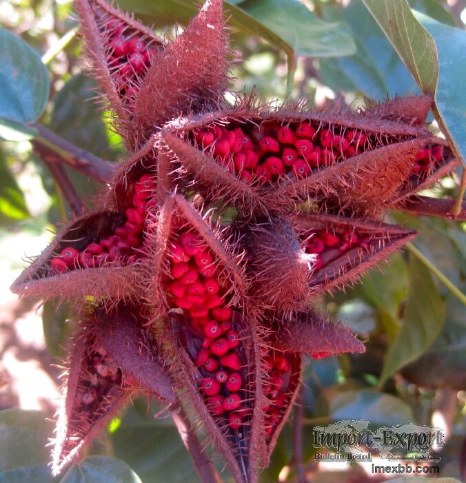 100% Natural Annatto Seed For Sale