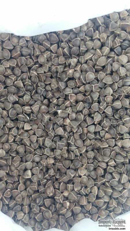 Moringa seeds wingless