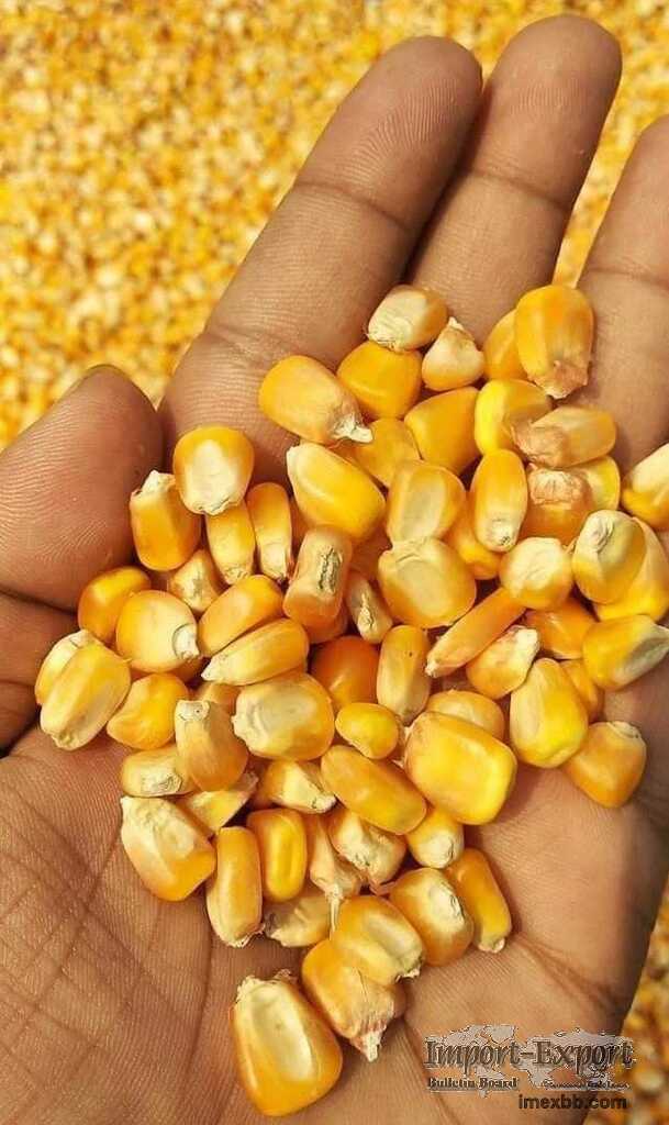 Premium Yellow Corn