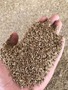 Pure Cumin Seeds Easy Plant in Bulk for Sale