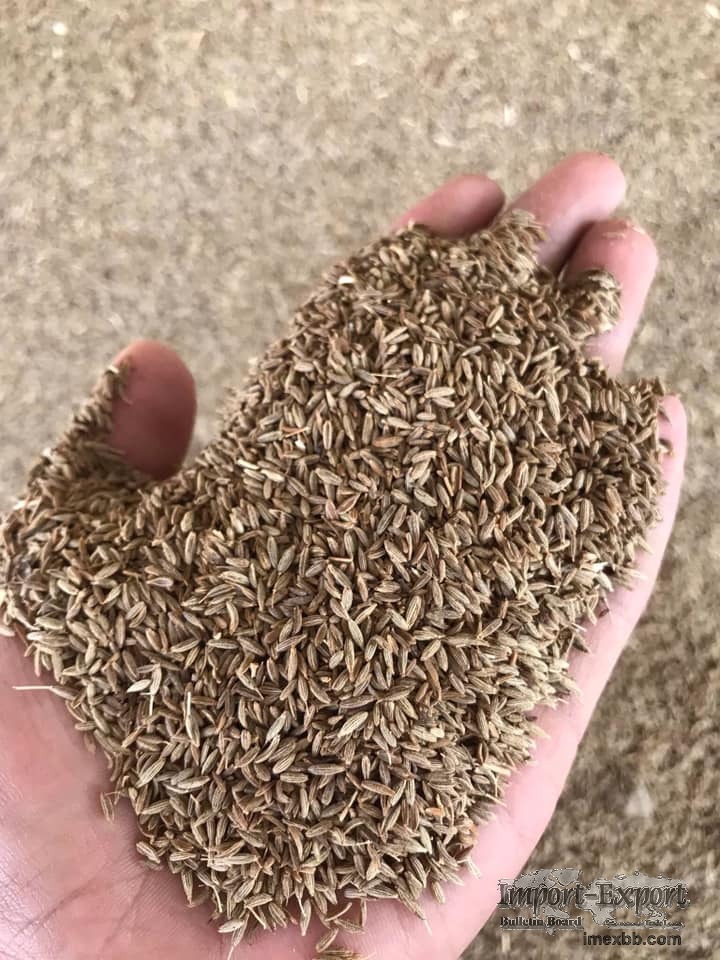 Pure Cumin Seeds Easy Plant in Bulk for Sale