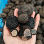 Black Truffle Magic Mushrooms For Sale
