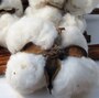 100% Pure Grade A  Natural Raw Cotton For Sale 