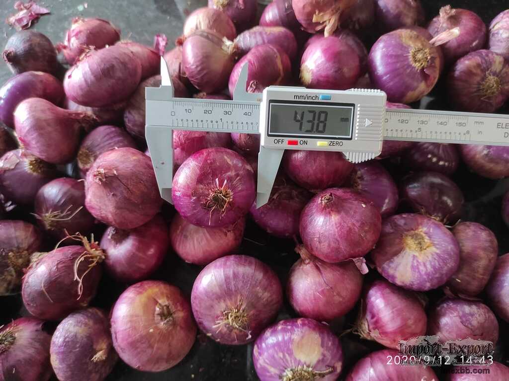 100% Fresh Red Onion For Sale Onion
