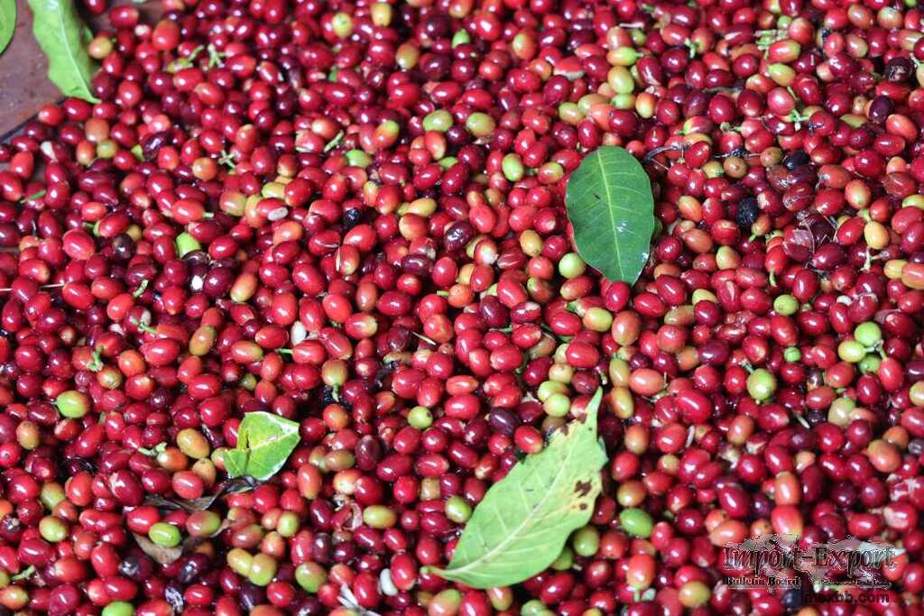 Coffee producer +256790560642 sustainable transformation of coffee