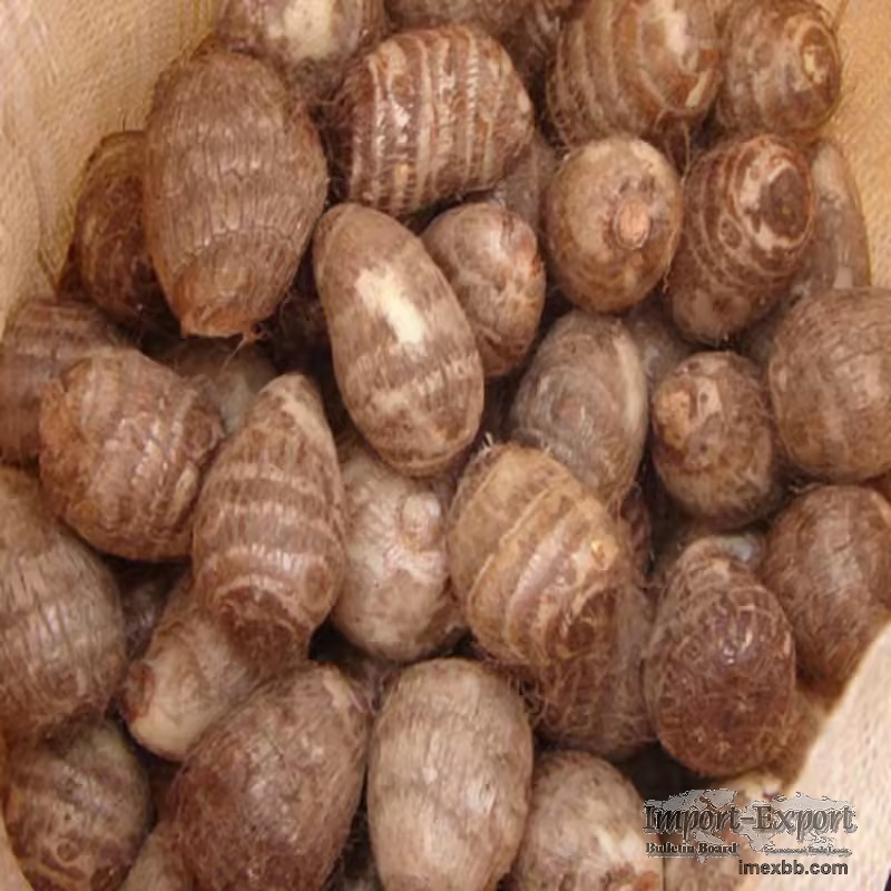 Taro Cocoyams