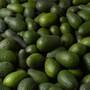 Fresh Avocado, Hass Avocado, Fuerte Avocado