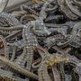 Dried Sea Cucumber and Sea Horse for Sale
