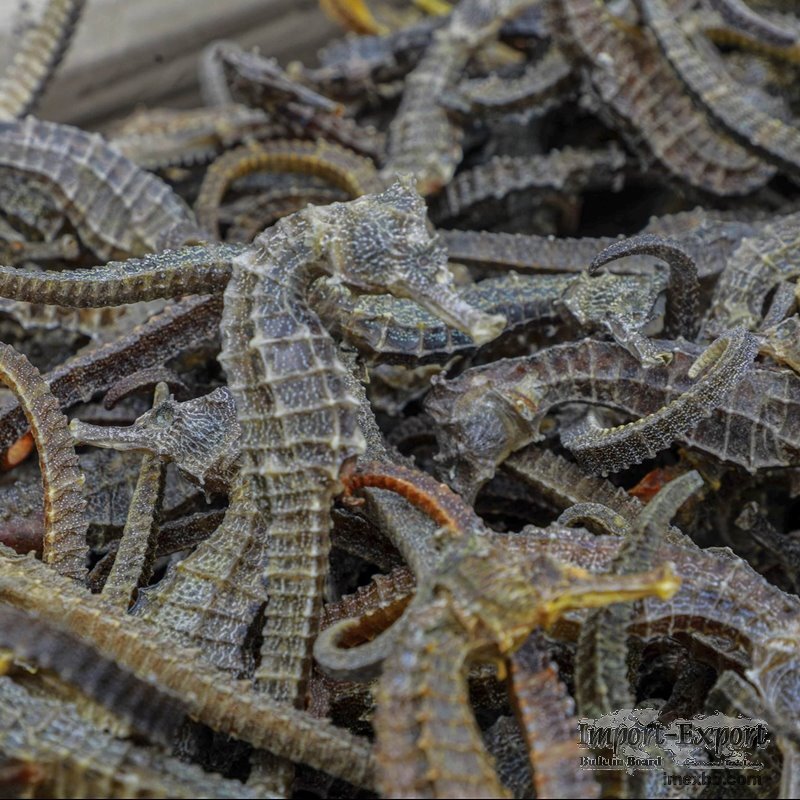 Dried Sea Cucumber and Sea Horse for Sale