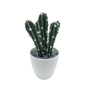 Outdoor Artificial Cactus