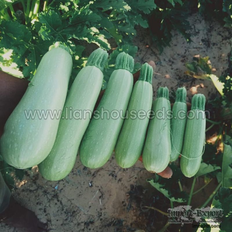Jade 808 Hybrid Summer Squash Variety