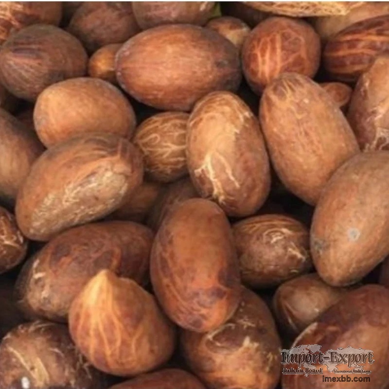 Premium Bitter Kola Nut Garcinia Kola