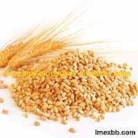 Wheat