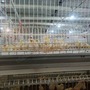H Type Full Automatic Broiler Chicken Cage