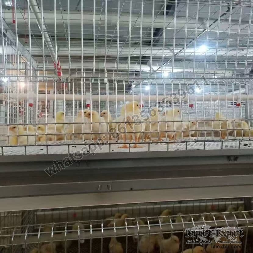 H Type Full Automatic Broiler Chicken Cage