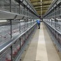 H Type Full Automatic Pullet Cage