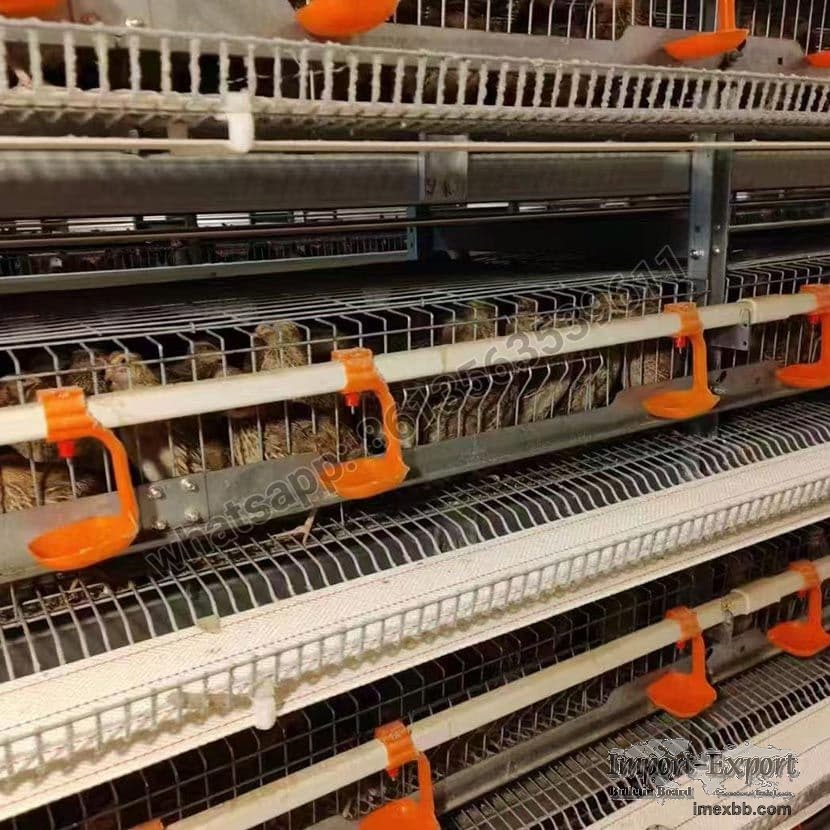H Type Full Automatic Layer Quail Cage