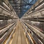 H Type Full Automatic Broiler Quail Cage