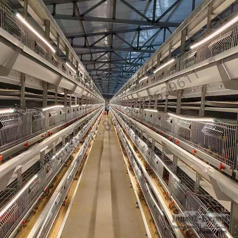 H Type Full Automatic Broiler Quail Cage