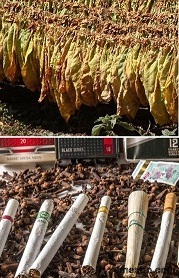 Tobacco Leaf