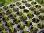 Plastic Seedling Tray for Hand Transplanting