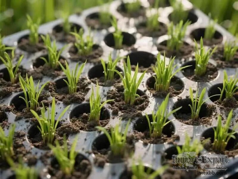Plastic Seedling Tray for Hand Transplanting