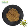 Dandelion Root Extract 5% Flavonoids – 80 Mesh, Factory Direct