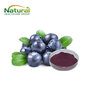 Bilberry Extract Powder, Natural Plant Extract, Herbal Supplement Ingr