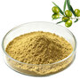 Natural Olive Leaf Extract Powder Oleuropein HPLC Tested Herbal Raw Materia
