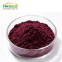 Aronia Juice Powder  Aronia Melanocarpa Berry Juice Powder Rich in Anthocy