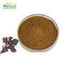 Perilla Frutescens Extract Purple Perilla Leaf Extract Powder Rosmarinic Ac