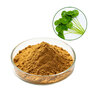 Centella Asiatica Extract Powder Asiaticoside Total Triterpenes