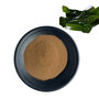 Natural Kelp Seaweed Extract Laminaria Japonica Extract Fucoidan Powder