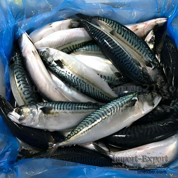 Whole frozen mackerel (Scomber scombrus)