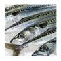 Pure Quality Frozen Atlantic Mackerel fish norwegian Supplier Bulk Online S