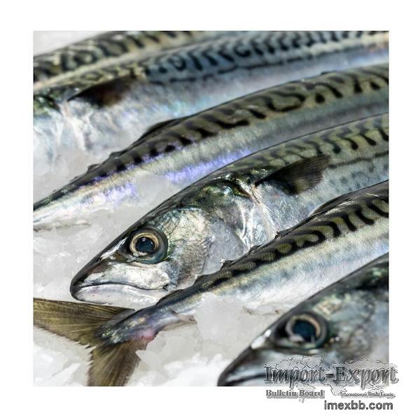 Pure Quality Frozen Atlantic Mackerel fish norwegian Supplier Bulk Online S