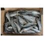 Natural Frozen Sardine Fish With Rich Omega 3 Content For Seafood Packing E