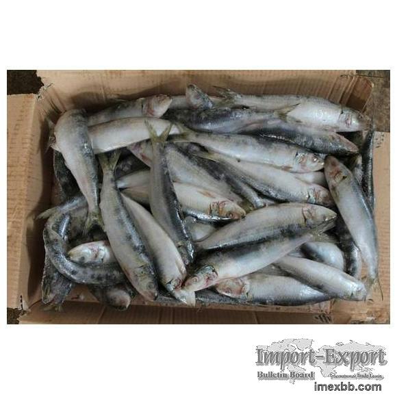 Natural Frozen Sardine Fish With Rich Omega 3 Content For Seafood Packing E