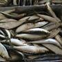High Protein Frozen Sardine Fish Carefully Frozen For Marine Food Export Pa