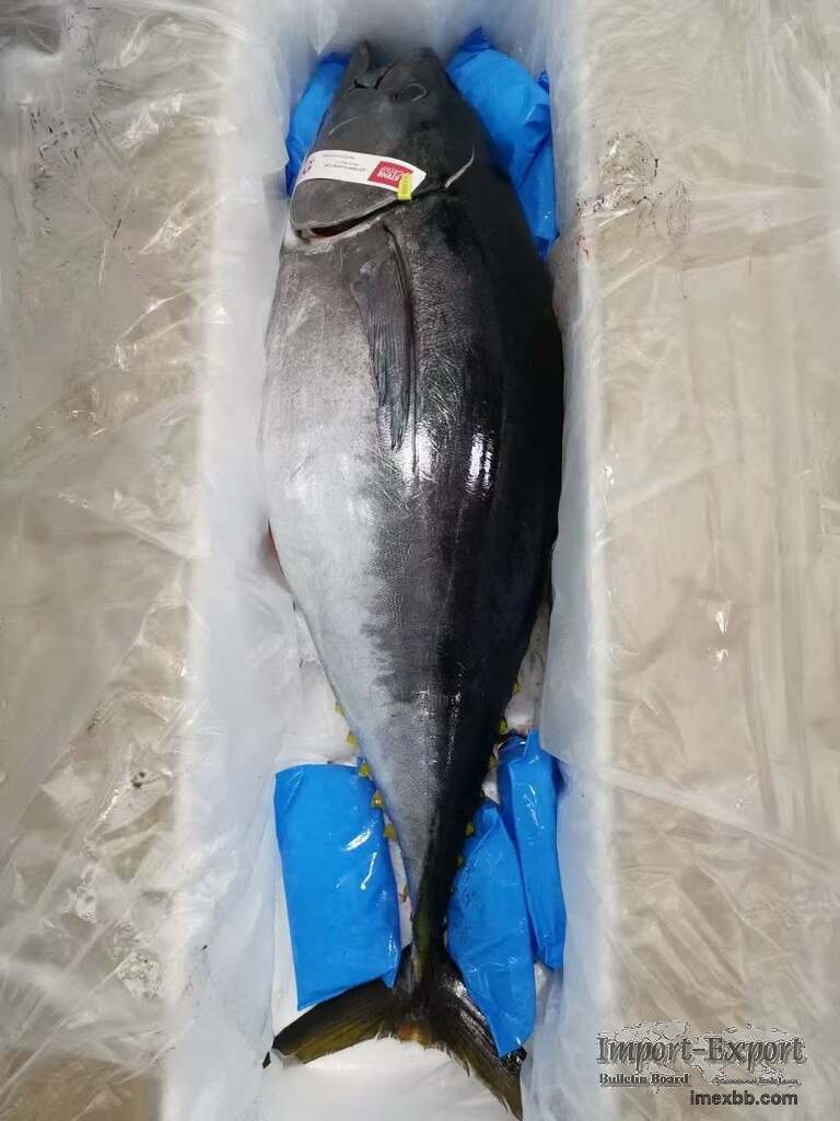 Frozen Bluefin Tuna Fish – Frozen Seafood for Retail & Distribution