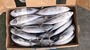 Frozen Bonito Fish (Whole Round) – Export Quality Seafood