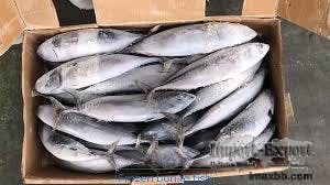 Frozen Bonito Fish (Whole Round) – Export Quality Seafood