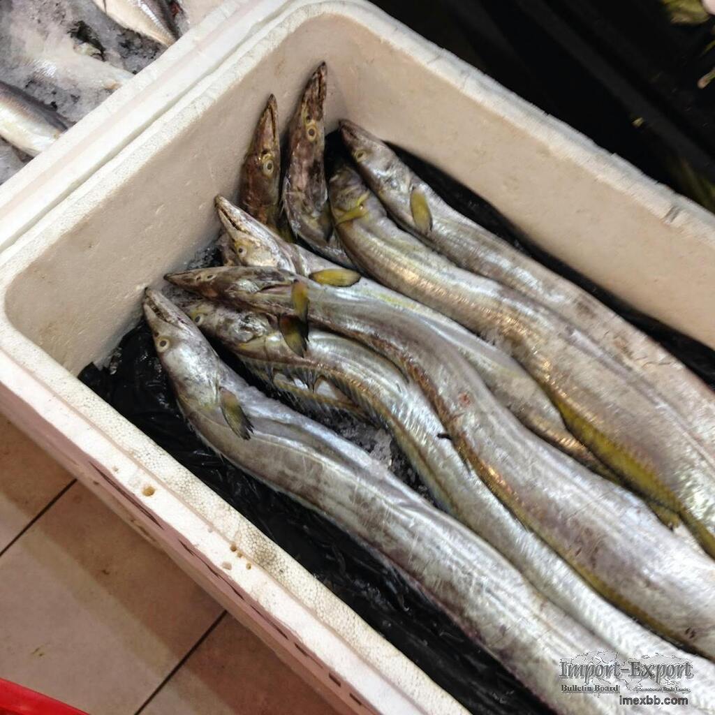 Frozen Ribbon Fish Carefully Selected Marine Seafood With Superior Freshnes